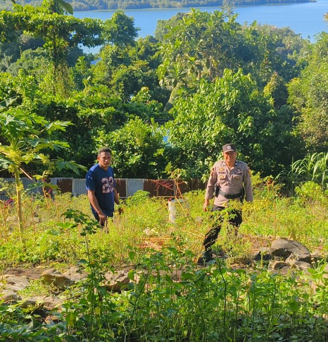 
					Dari Lahan Polsek untuk Negeri: Ketahanan Pangan Dimulai dari Kokas, (Foto: EM/Humas Polres Fakfak).