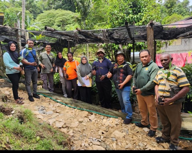 
					Pala Tomandin Fakfak Disertifikasi BBPPTP Ambon, Penjualan Bibit Diatur Ketat