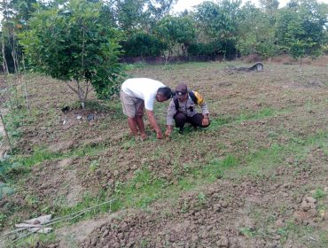 Bripka Sumardi, Wujud Nyata POLRI Sebagai Penggerak Ketahanan Pangan di Kampung Onim Sari Fakfak, (Foto: EM/Humas Polres Fakfak).