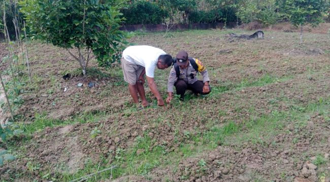 Bripka Sumardi, Wujud Nyata POLRI Sebagai Penggerak Ketahanan Pangan di Kampung Onim Sari Fakfak, (Foto: EM/Humas Polres Fakfak).
