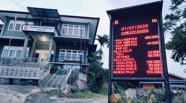 Harga pala Tomandin di Fakfak tetap stabil dan menguntungkan hingga awal Juli 2025. Permintaan ekspor tinggi, petani diminta jaga kualitas dan hindari jual pala muda, (Foto: EM/AZT).