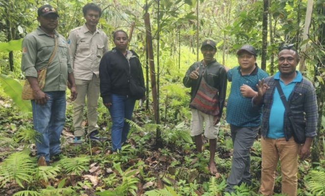 
					Werba Disiapkan Jadi Pusat Bibit Unggul Pala Fakfak