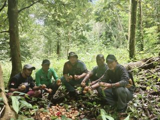 Gotong Royong Panen Pala, Fakfak Jaga Kualitas dan Kebanggaan Daerah, (Foto: EM/Alfan Rahakbauw).