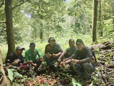 Gotong Royong Panen Pala, Fakfak Jaga Kualitas dan Kebanggaan Daerah, (Foto: EM/Alfan Rahakbauw).