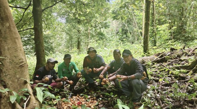 Gotong Royong Panen Pala, Fakfak Jaga Kualitas dan Kebanggaan Daerah, (Foto: EM/Alfan Rahakbauw).