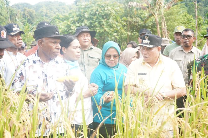 
					Bupati Fakfak Puji Petani Kinam, Panen Padi Kedua Jadi Sorotan