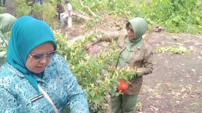 
					Perkuat Ketahanan Pangan, TP-PKK dan Persit KCK Canangkan Budidaya Cabai di Fakfak