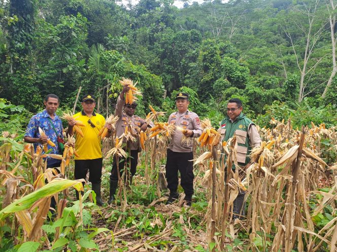 
					Panen Jagung Hibrida 2026 di Fakfak, Komitmen Polri Perkuat Ketahanan Pangan Nasional